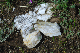 image0155