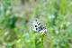 image0162