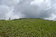 image0181