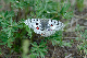 image0238