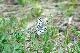 image0240