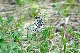 image0241