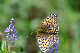 image0254