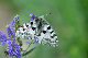 image0259
