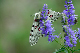 image0261