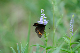 image0262