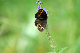 image0264
