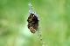 image0265