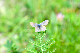 image0269