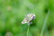 image0274