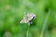 image0275