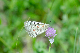 image0286