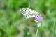 image0287