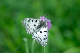 image0288