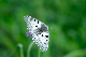 image0290