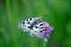image0294