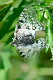 image0296