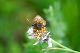 image0309