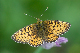image0311