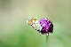 image0329