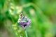 image0335