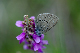image0336