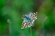 image0337