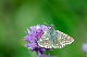 image0339