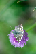 image0343