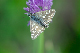 image0347
