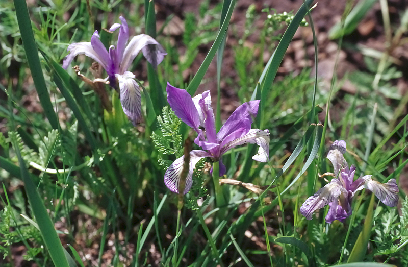 image0067
