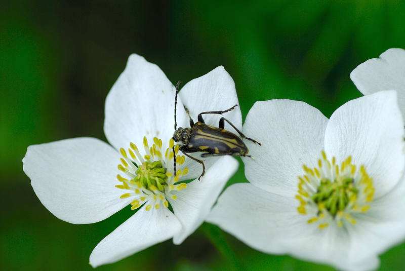 image0079