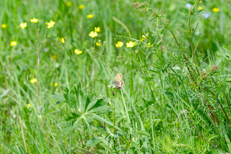 image0099