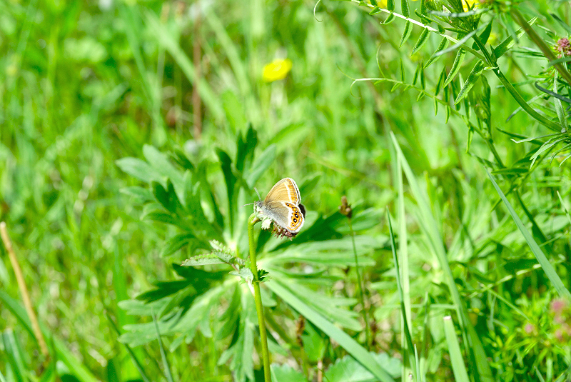 image0100