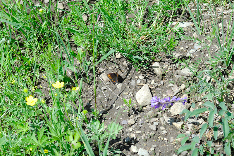 image0106