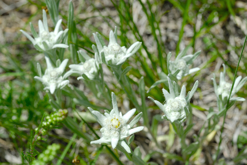 image0135
