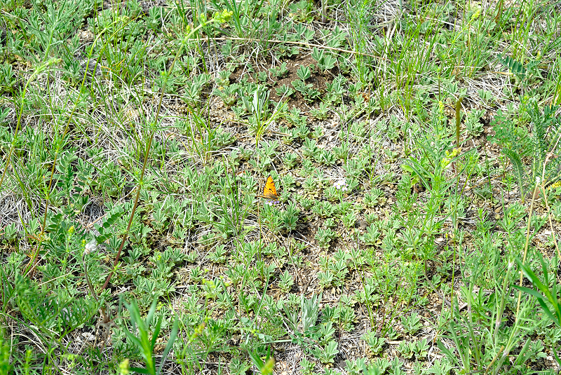 image0155