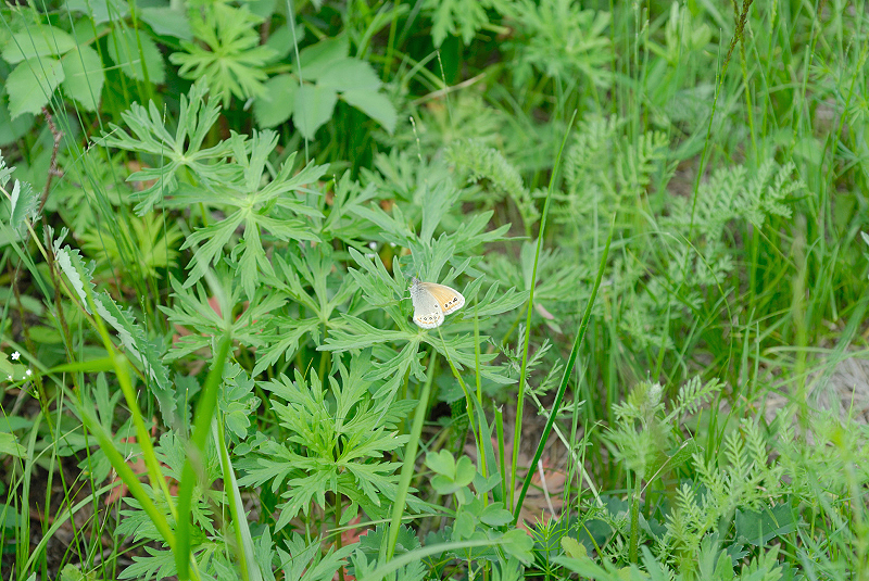 image0207