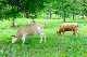 image0202