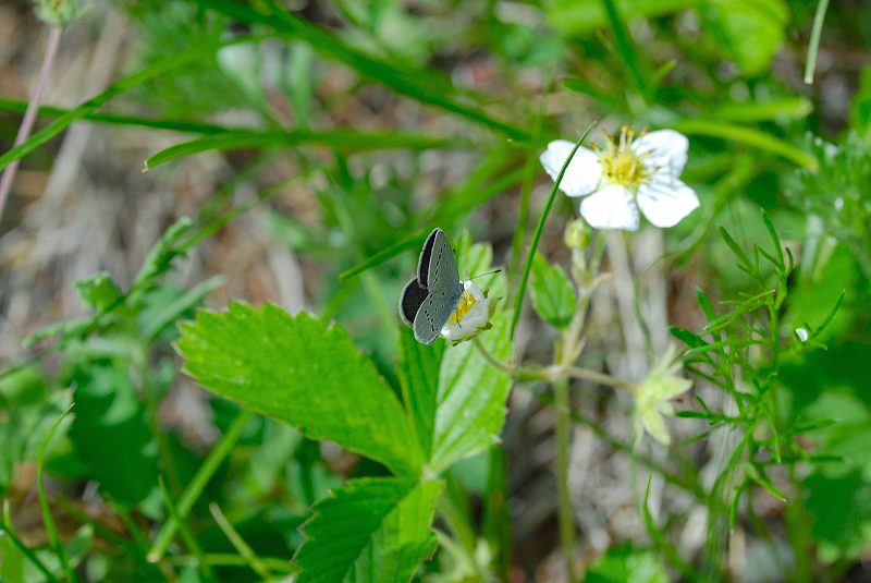 image0099