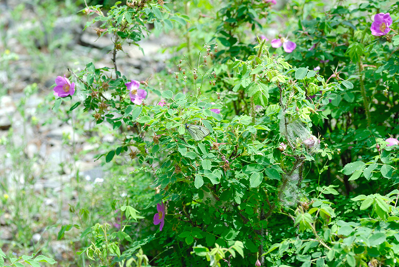 image0100