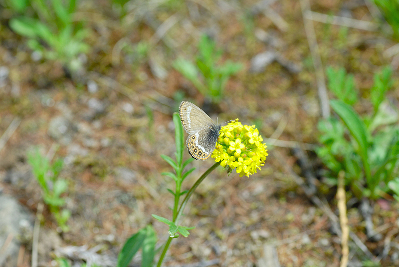 image0101