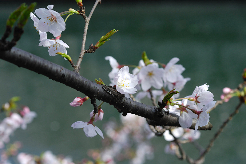 image0106