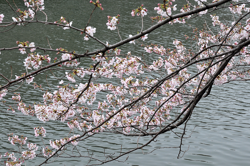 image0239