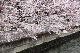 image0215