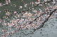 image0239