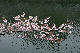 image0240