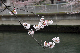 image0245