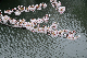 image0266