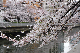 image0275